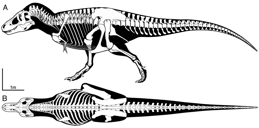 Tyrannosaurus Rex Skeleton