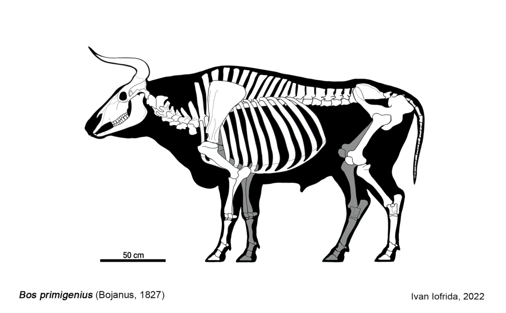 Skeleton of Aurochs