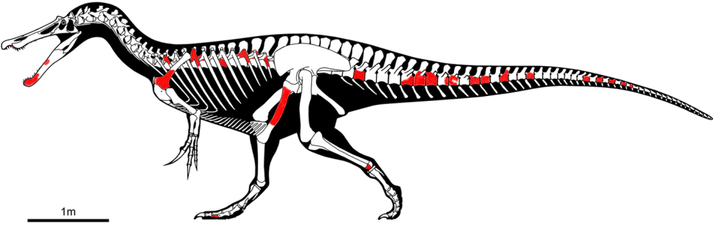 The Skeleton of Baryonyx showing which bones have been found