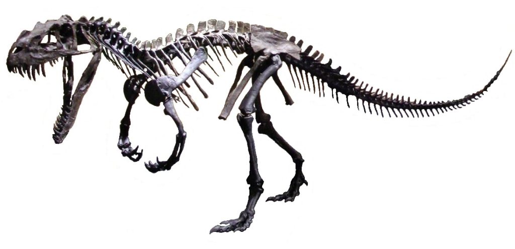 Skeleton of Ceratosaurus