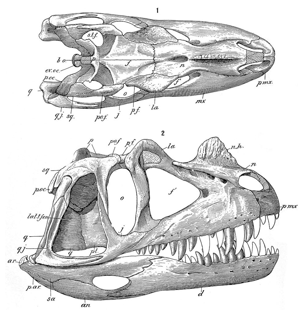 Skull of Ceratosaurus