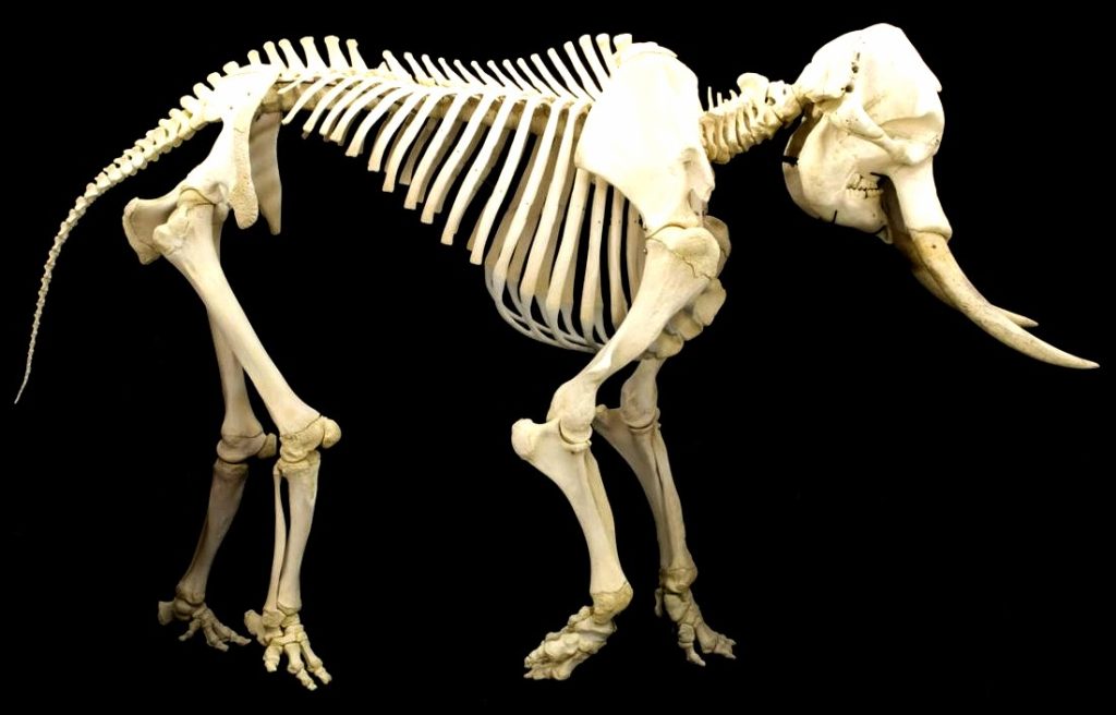 Skeleton of Elephant