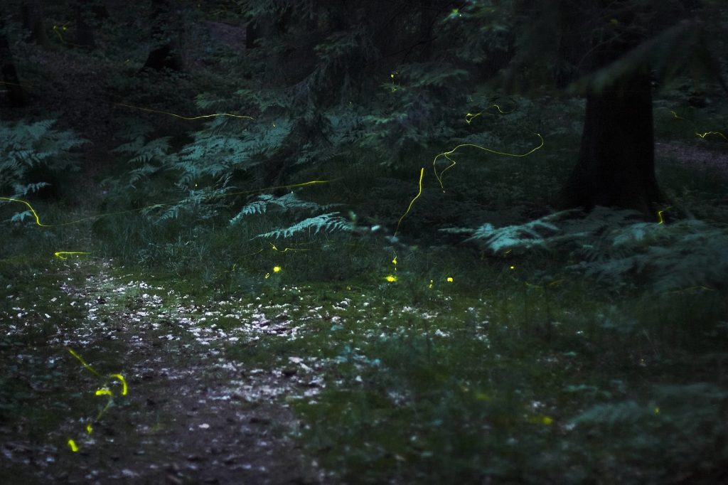 Fireflies at Night