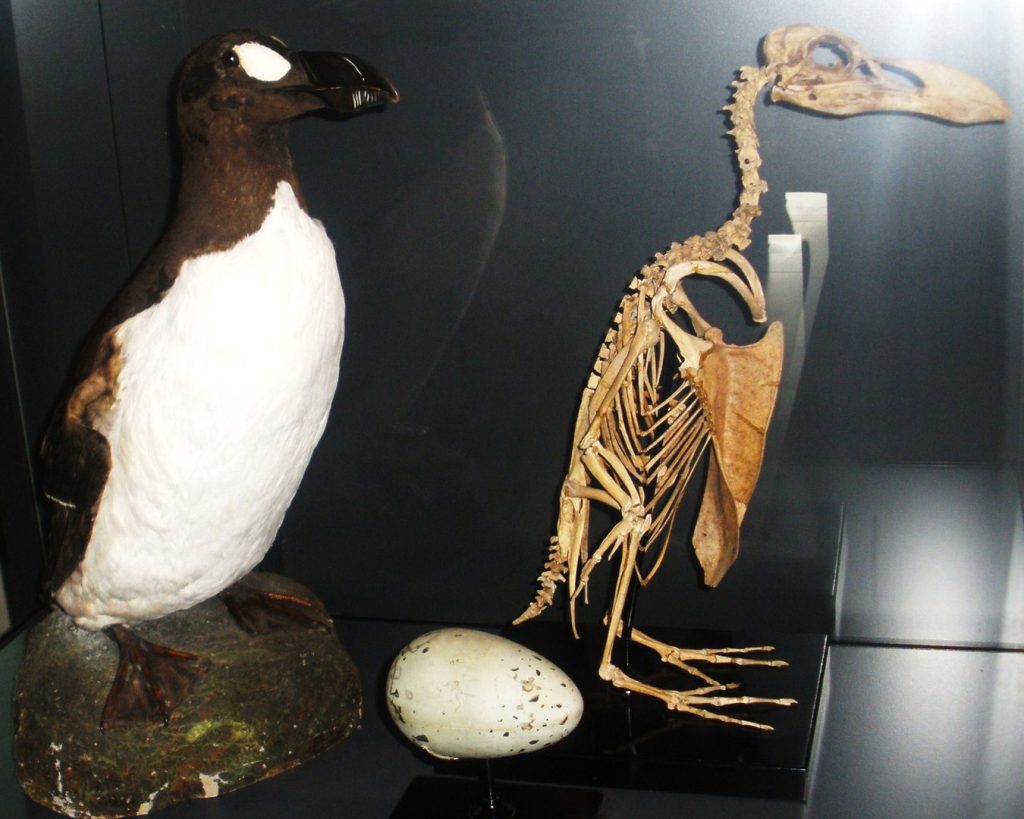 Skeleton of Great Auk