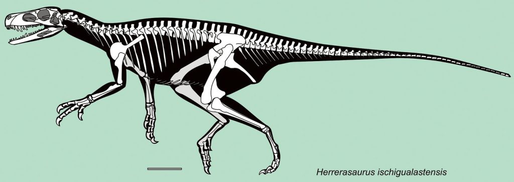 Herrerasaurus Skeleton
