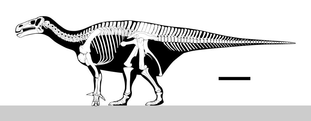 Skeleton of Iguanodon