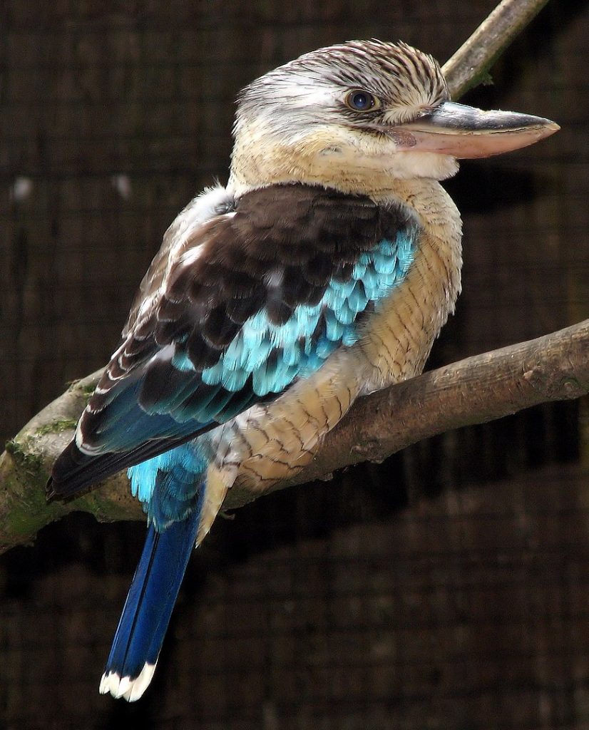 A Blue-winged Kookaburra
