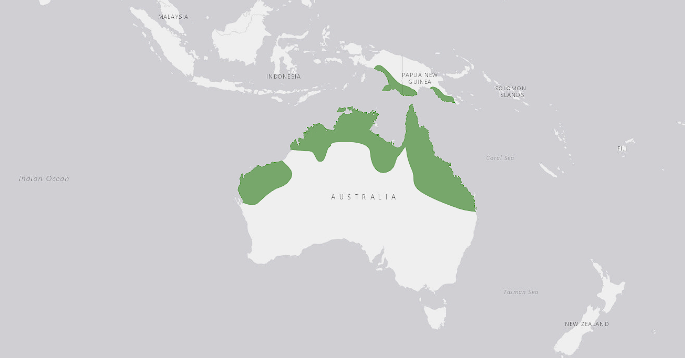 Location of Blue-winged Kookaburra