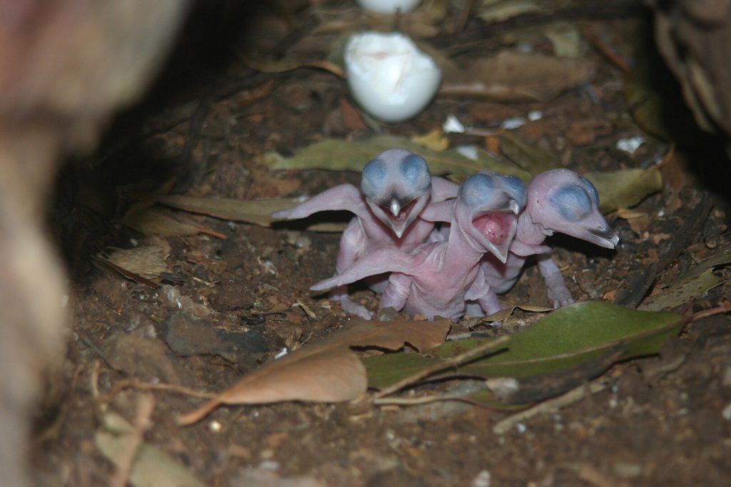 A Kookaburra nest, with chicks newly hatched