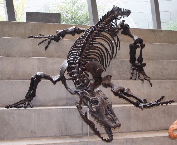 Skeleton of Megalania