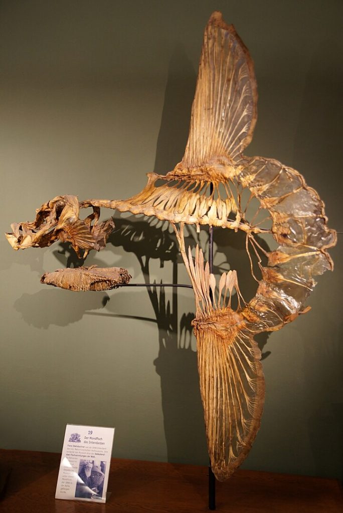 Skeleton of an Ocean Sunfish