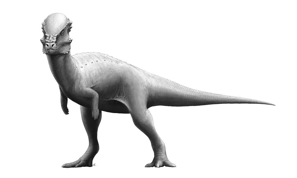 A Pachycephalosaurus