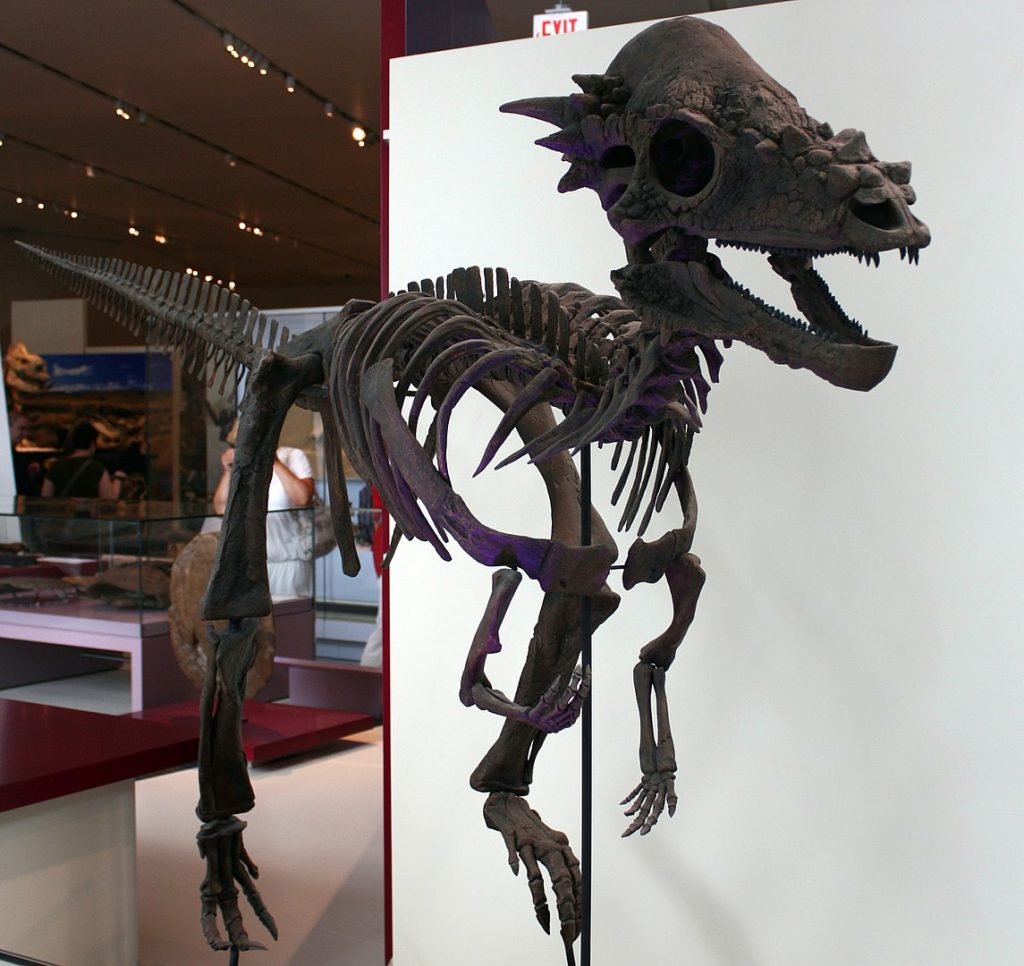 A Pachycephalosaurus Skeleton
