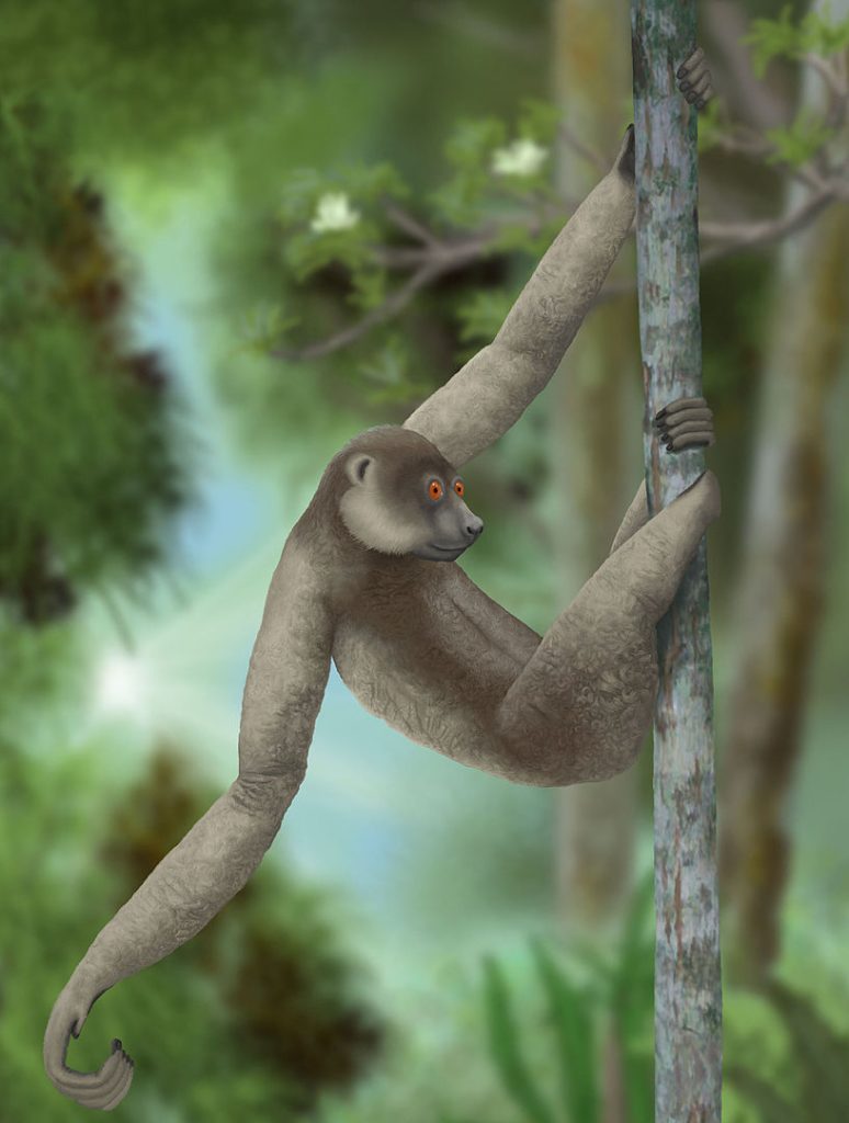 Palaeopropithecus Sloth Lemur
