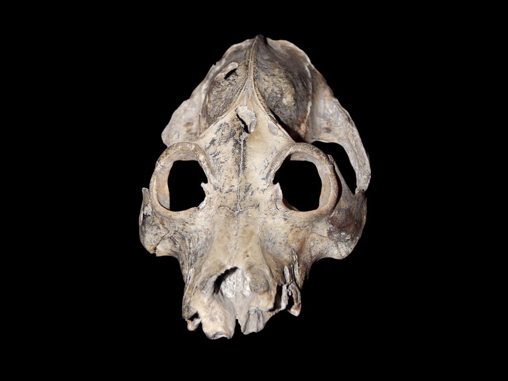 Sloth Lemur Skull