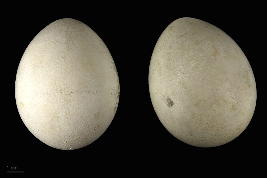 Eggs of a Pallas's Fish Eagle
