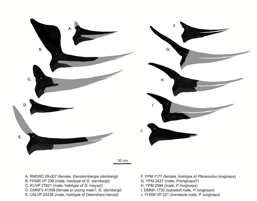 Crests of Pteranodon