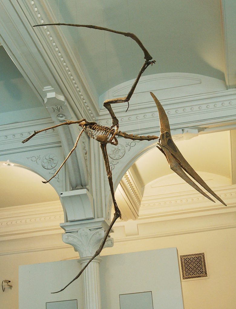 Skeleton of Pteranodon