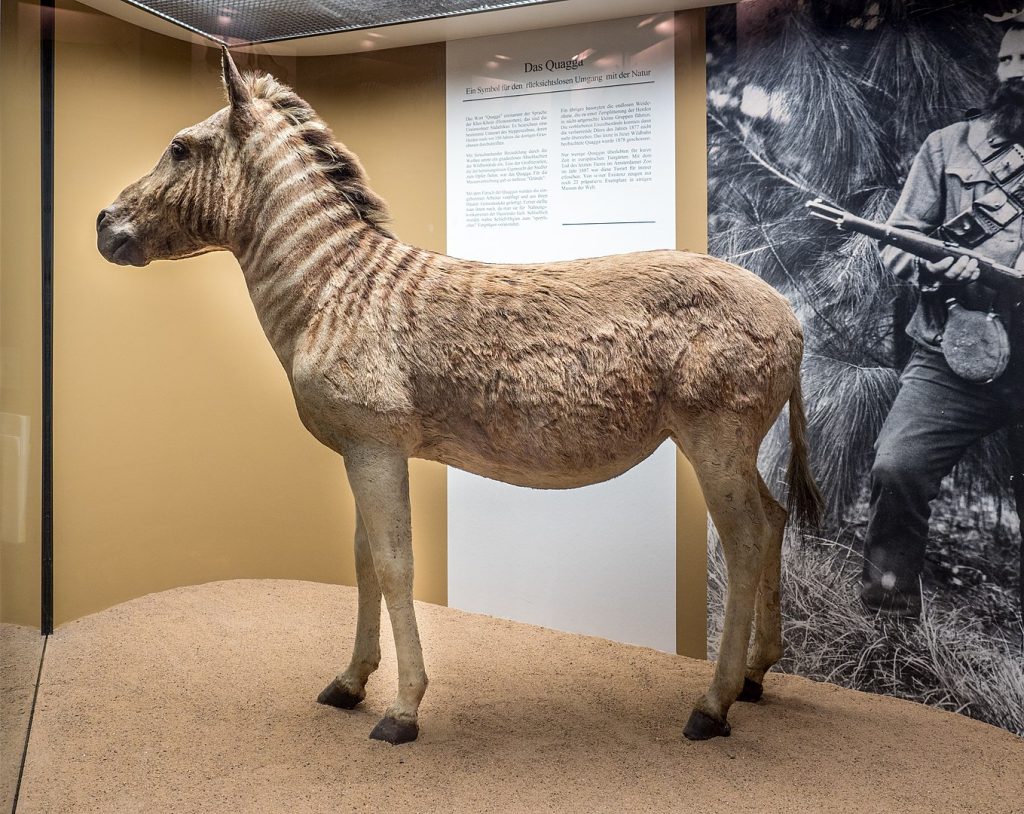 Quagga