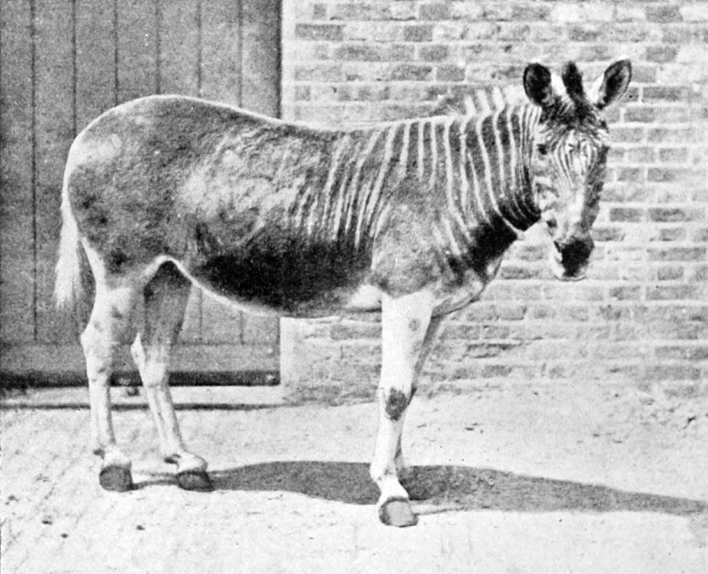 Photo of Last Quagga