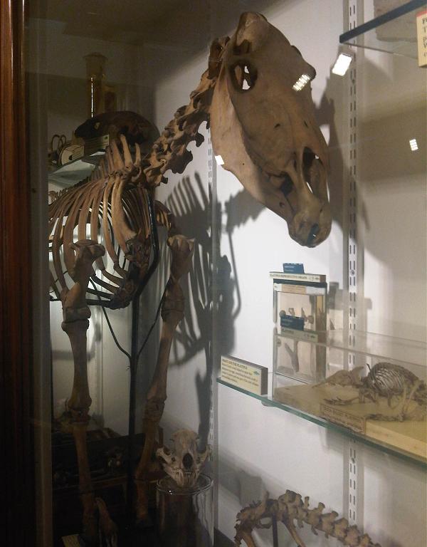 Skeleton of Quagga