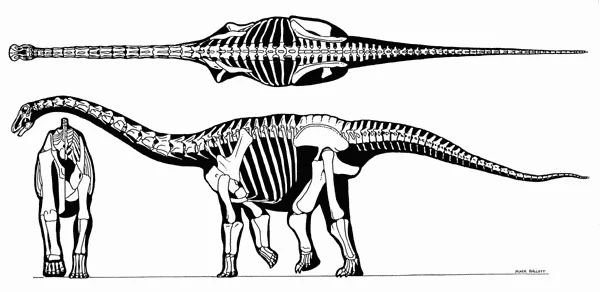 Skeleton of Saltasaurus