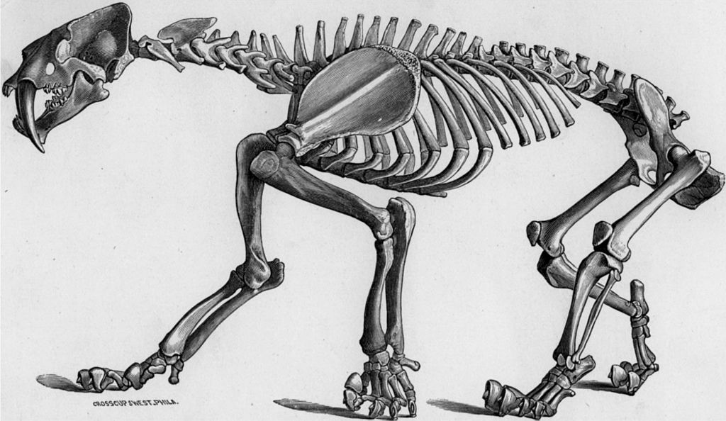 A Smilodon fatalis skelton
