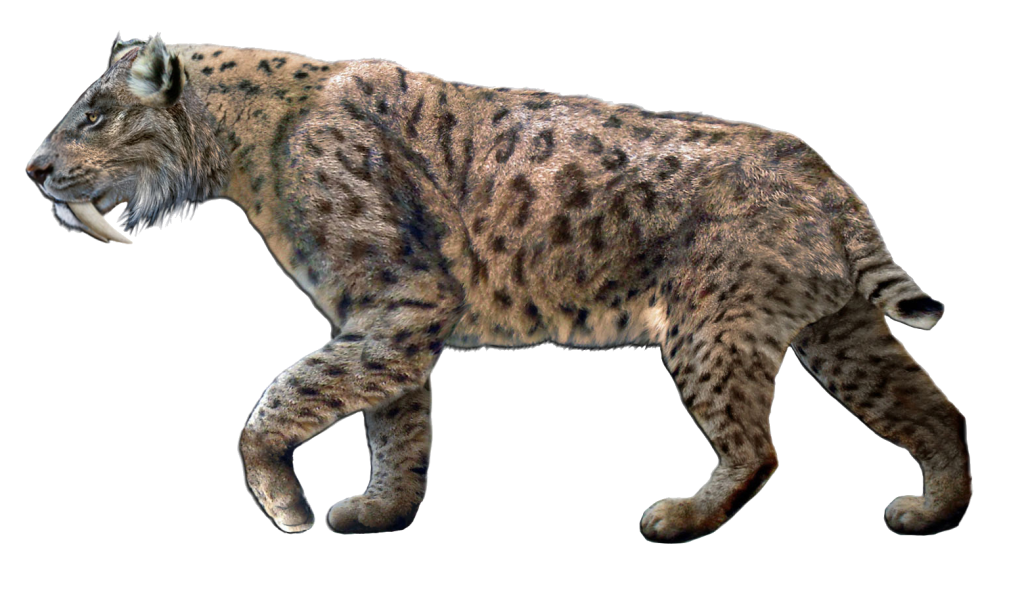 A Smilodon Fatalis Sabretooth Cat