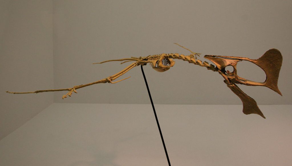 Tapejara Skeleton
