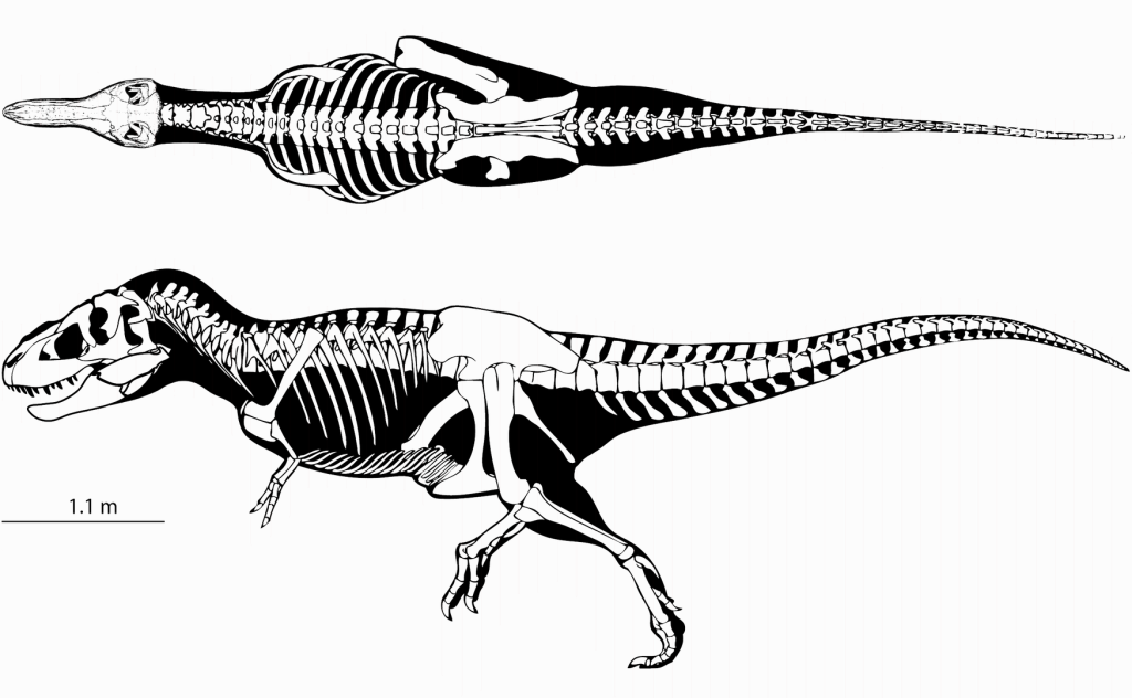 Tarbosaurus Skeleton