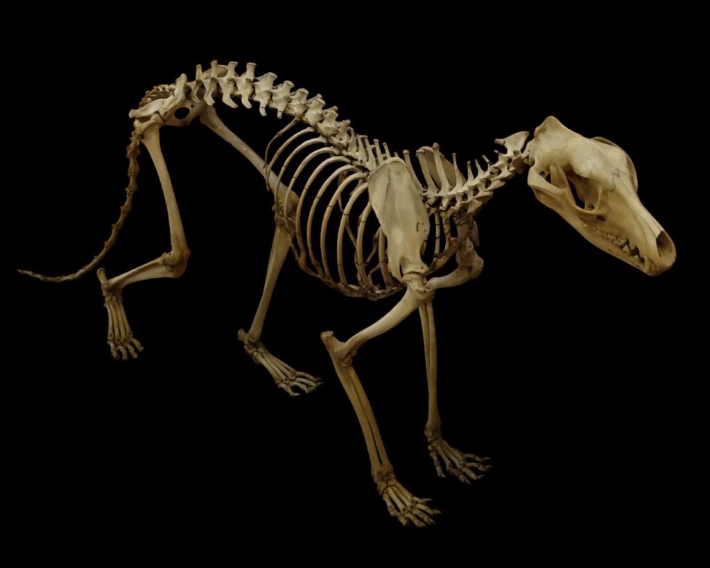 Skeleton of Thylacine