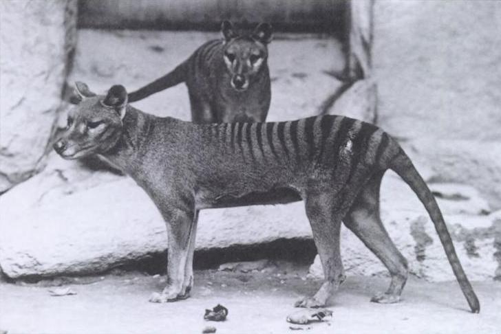 Thylacines