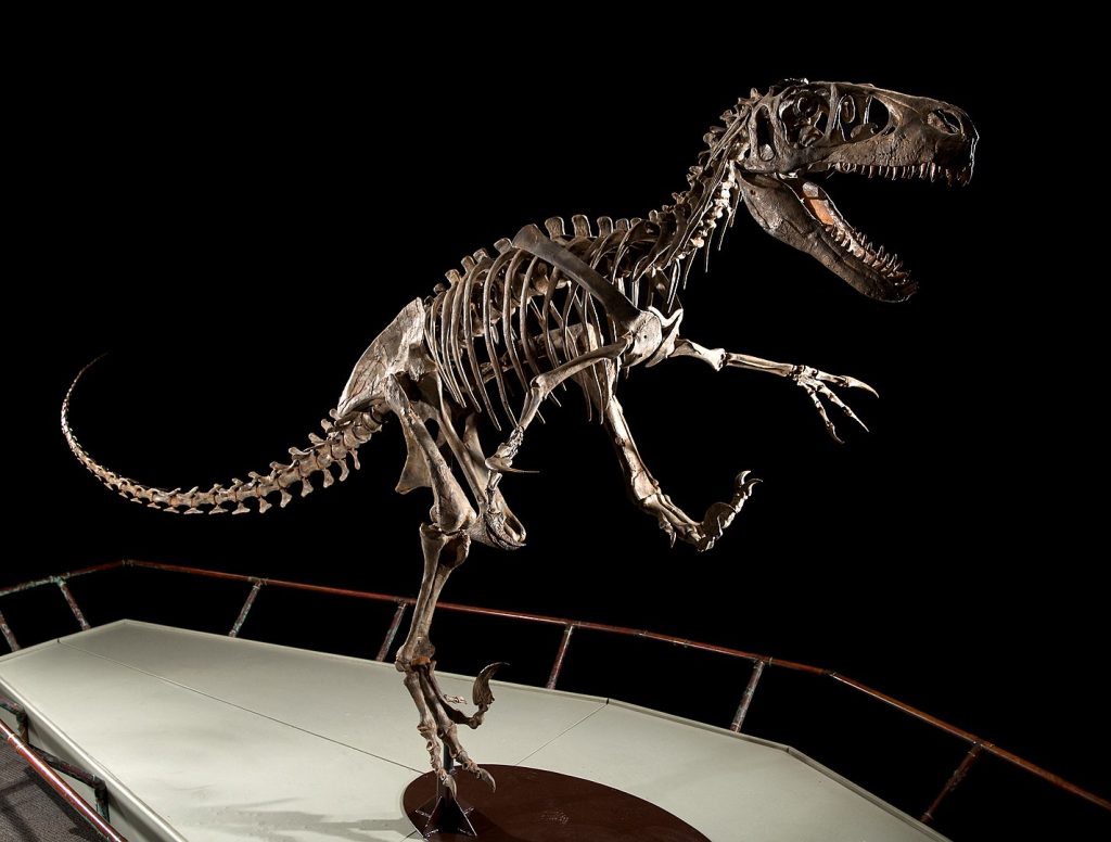 Skeleton of Utahraptor