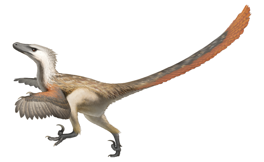 Velociraptor