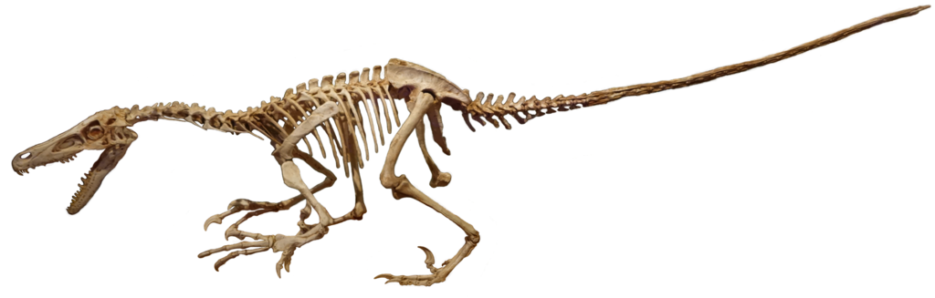 Skeleton of a Velociraptor