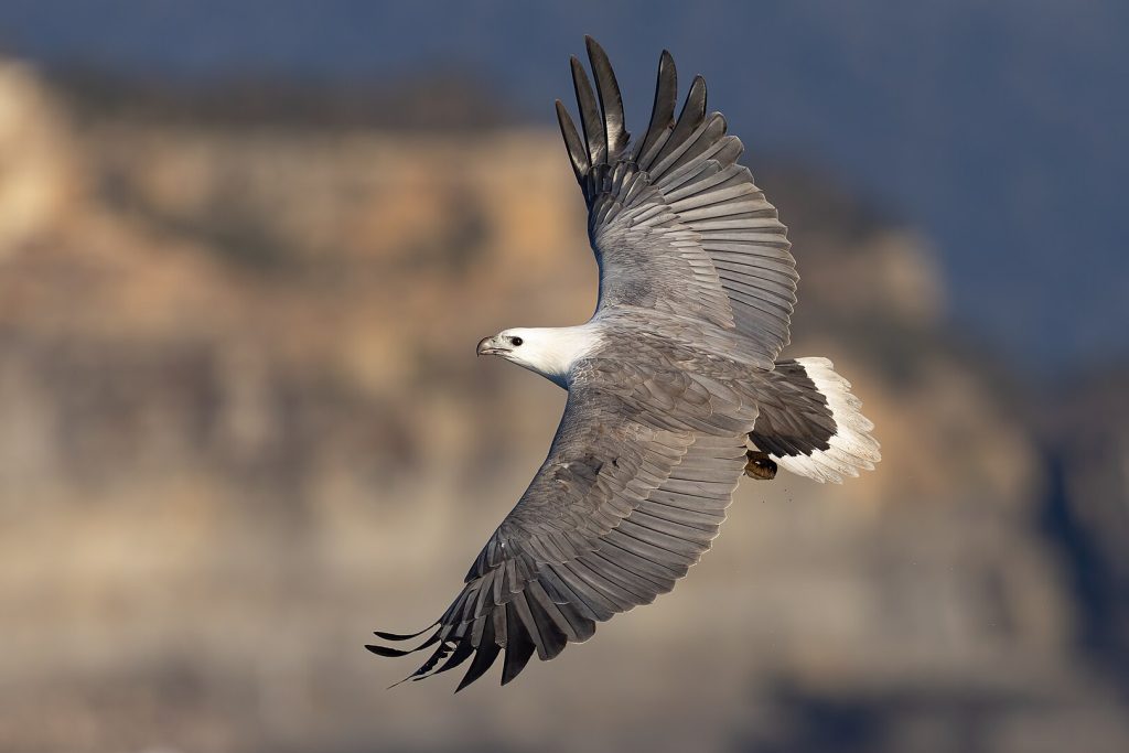 White-bellied Sea Eagle