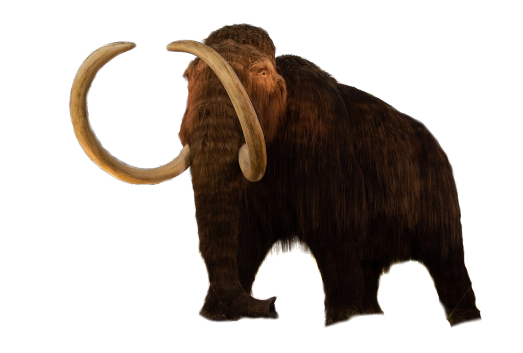 Woolly Mammoth