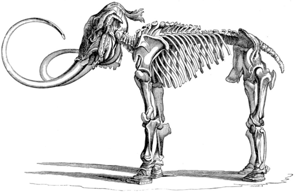 Skeleton of Woolly Mammoth
