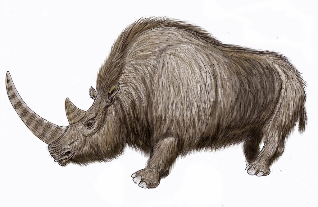 Woolly Rhinoceros