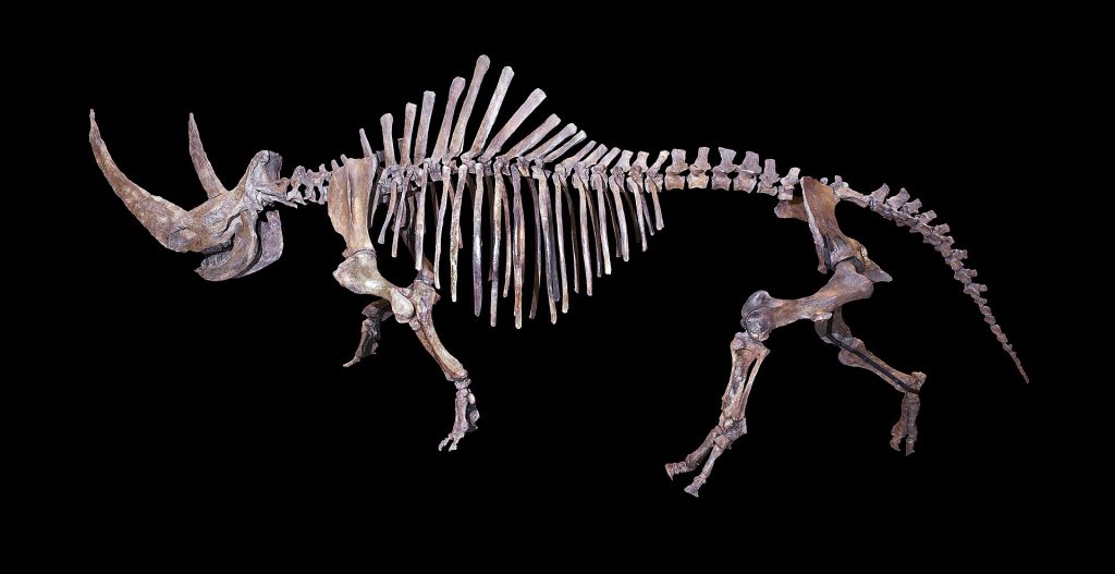 Woolly Rhinoceros Skeleton