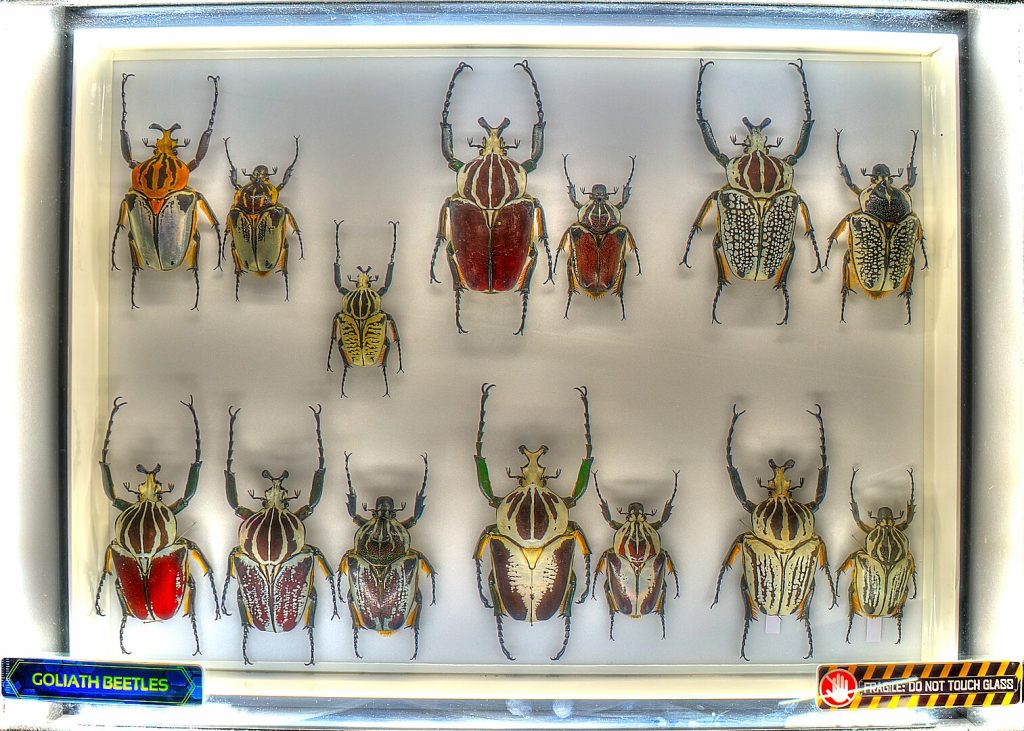 Goliath Beetles The Biggest Bugs On Earth - 1v06cno