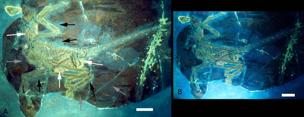 Microraptor Feathers