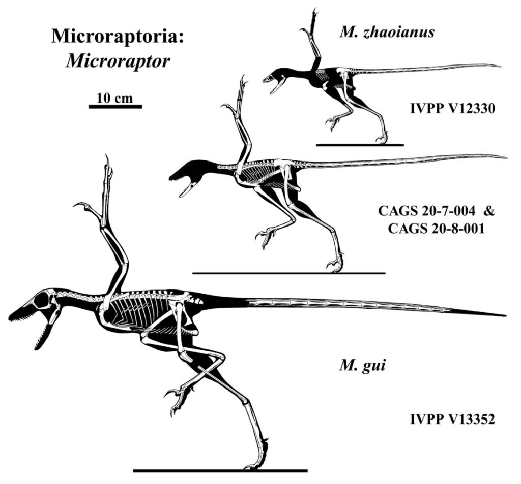 Skeleton of Microraptor