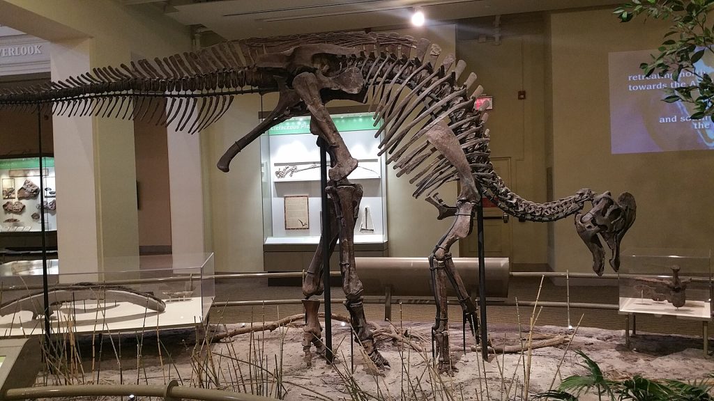 Skeleton of Corythosaurus