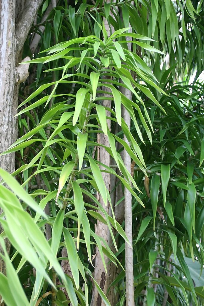 Central American Dragon Tree