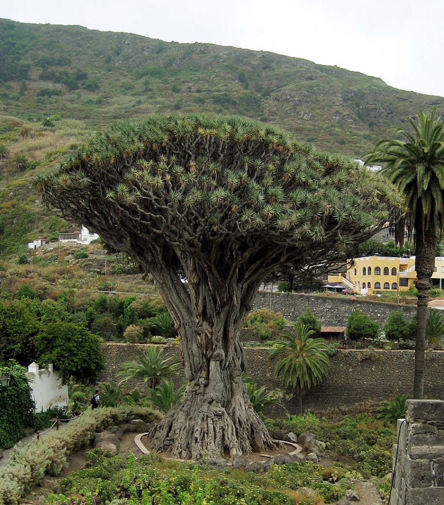 Canary Islands Dragon Tree