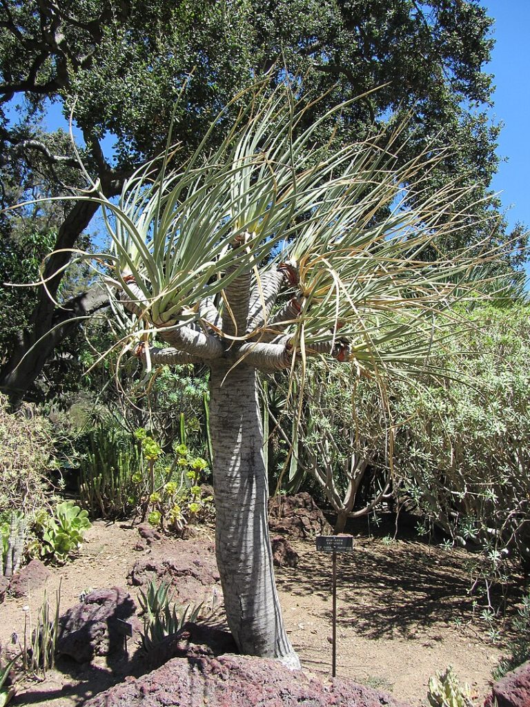 Arabian or Yemen Dragon Tree