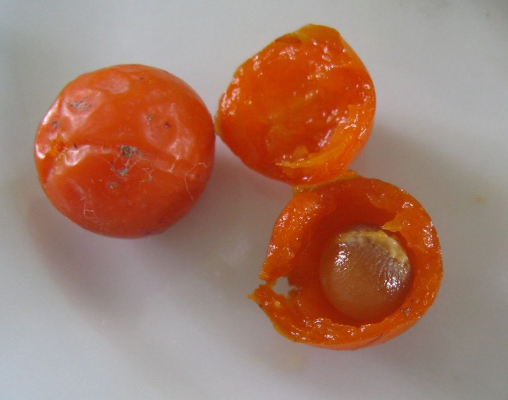 Fruit of a Dragon Tree