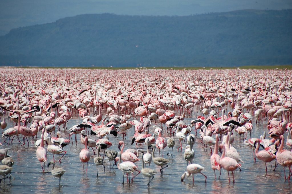 Flock of Flamingoes