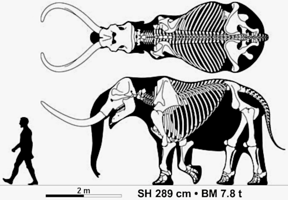 Comparison of Mastodon
